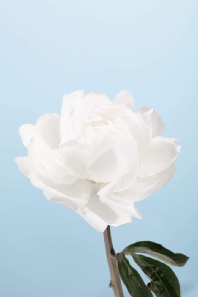 Soft White Peony Blossom by Pictufy Studio III — canvas wall art