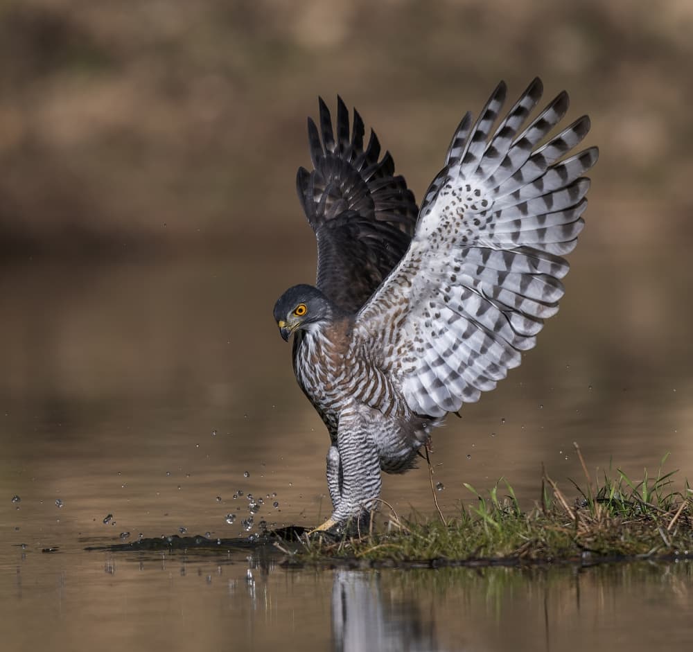 Hawk Water Landing by Judy Tseng — canvas wall art