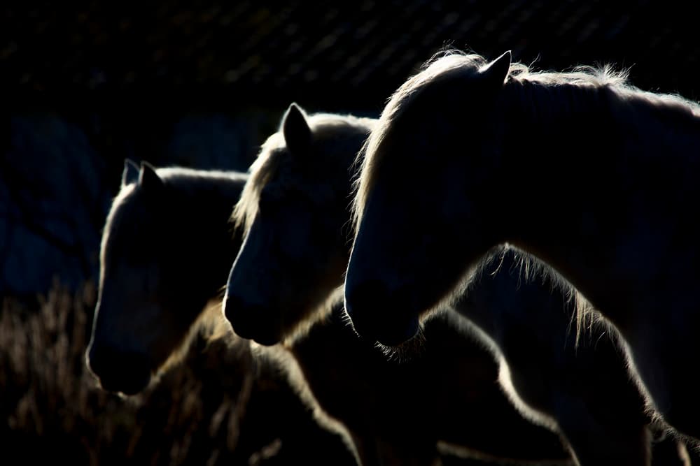 Majestic Horse Silhouettes by Michel Romaggi — canvas wall art