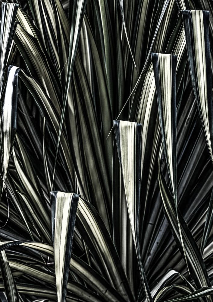 Verdant Stripes by Shot by Clint — canvas wall art