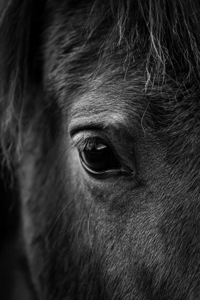 Soulful Equine Eye