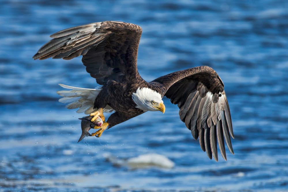 Bald Eagle Catches Fish by Jun Zuo — canvas wall art