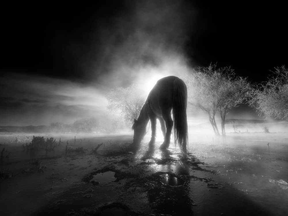 Ethereal Misty Horse by Bingo Z — canvas wall art