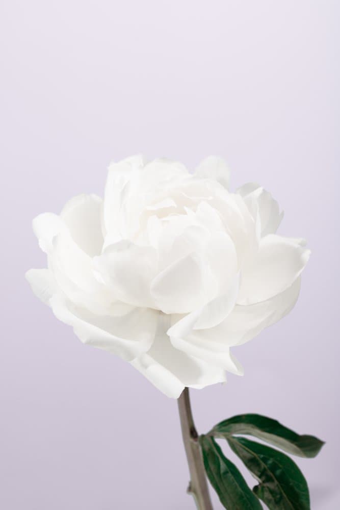 White Peony Blossom by Pictufy Studio III — canvas wall art