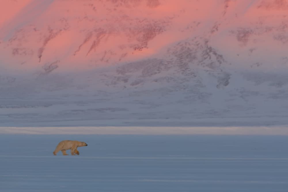 Pink Arctic Polar Bear by Roberto Marchegiani — canvas wall art