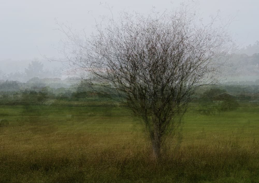 Dreamy Countryside Tree by Katarina Holmström — canvas wall art