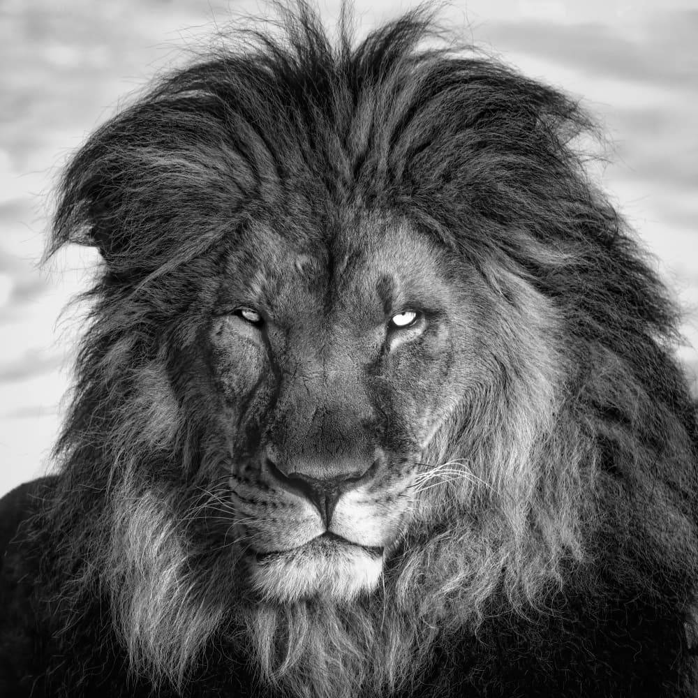 Intense Lion Gaze by Alex Zhao — canvas wall art