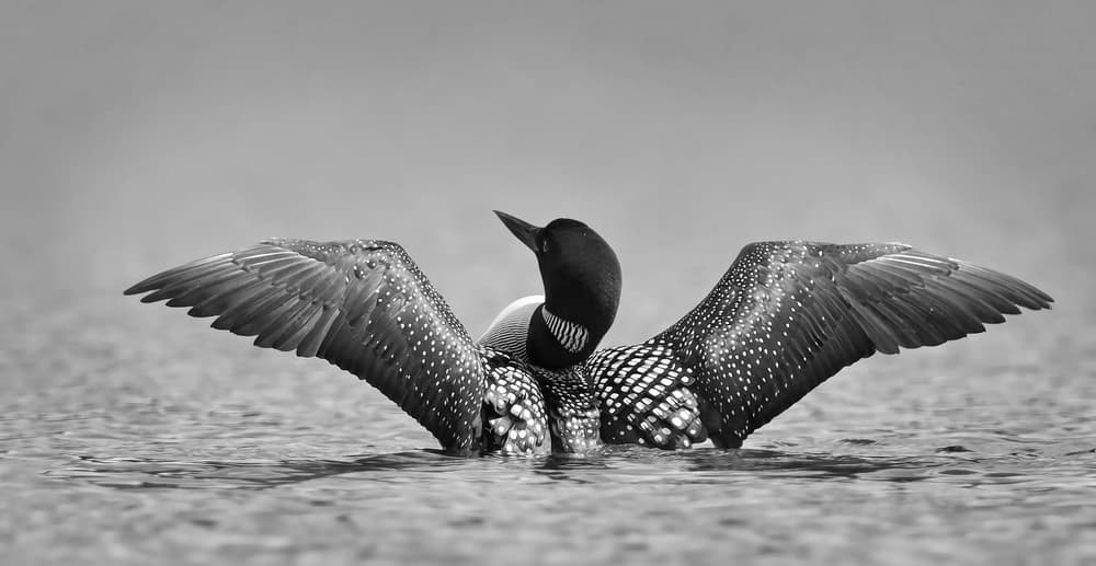 Loon Spreading Wings by Jim Cumming — canvas wall art