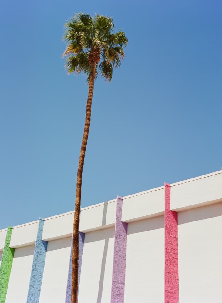 Colorful Mid Century Palm by Bethany Young — canvas wall art