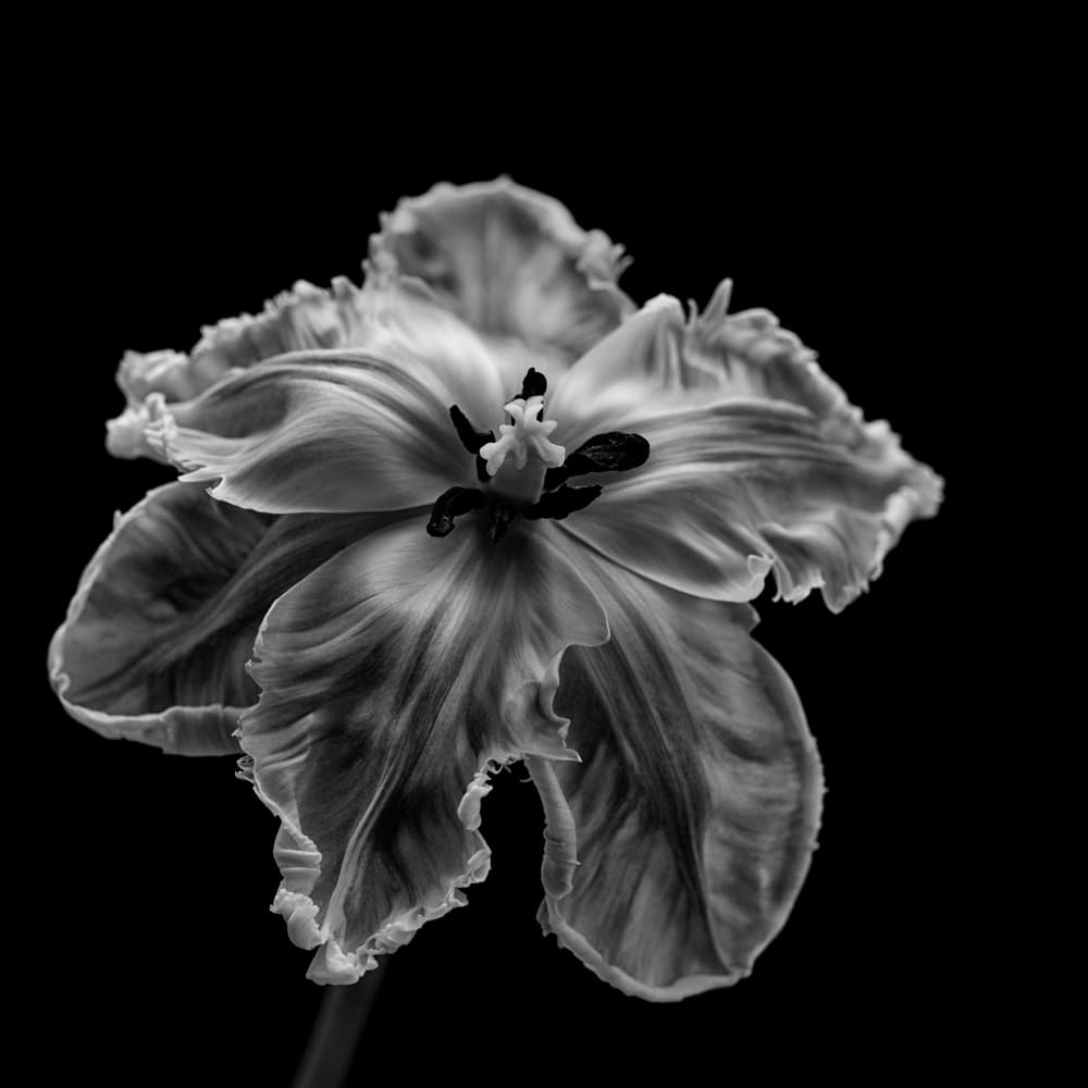 Elegant Monochrome Tulip by Lotte Grønkjær — canvas wall art