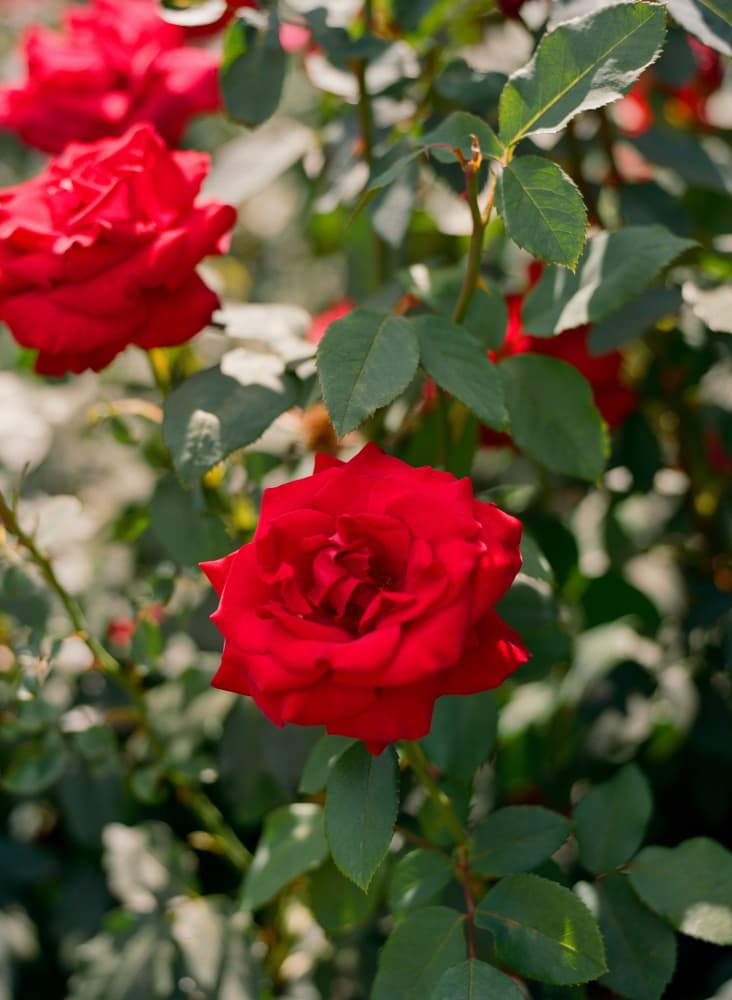 Vibrant Red Roses by Bethany Young — canvas wall art