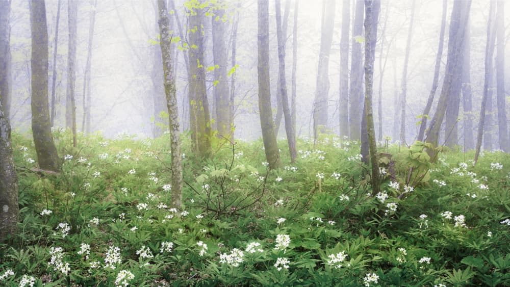 Misty Forest Flowers by Alessandro Traverso — canvas wall art