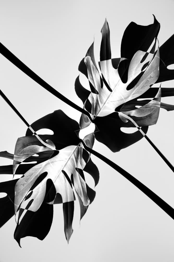 Abstract Monstera Symmetry by Pictufy Studio III — canvas wall art