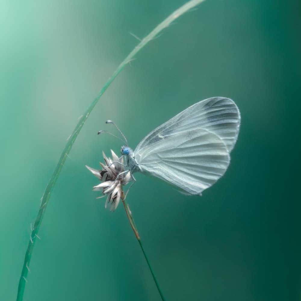 Delicate White Butterfly by Cristiano Giani — canvas wall art