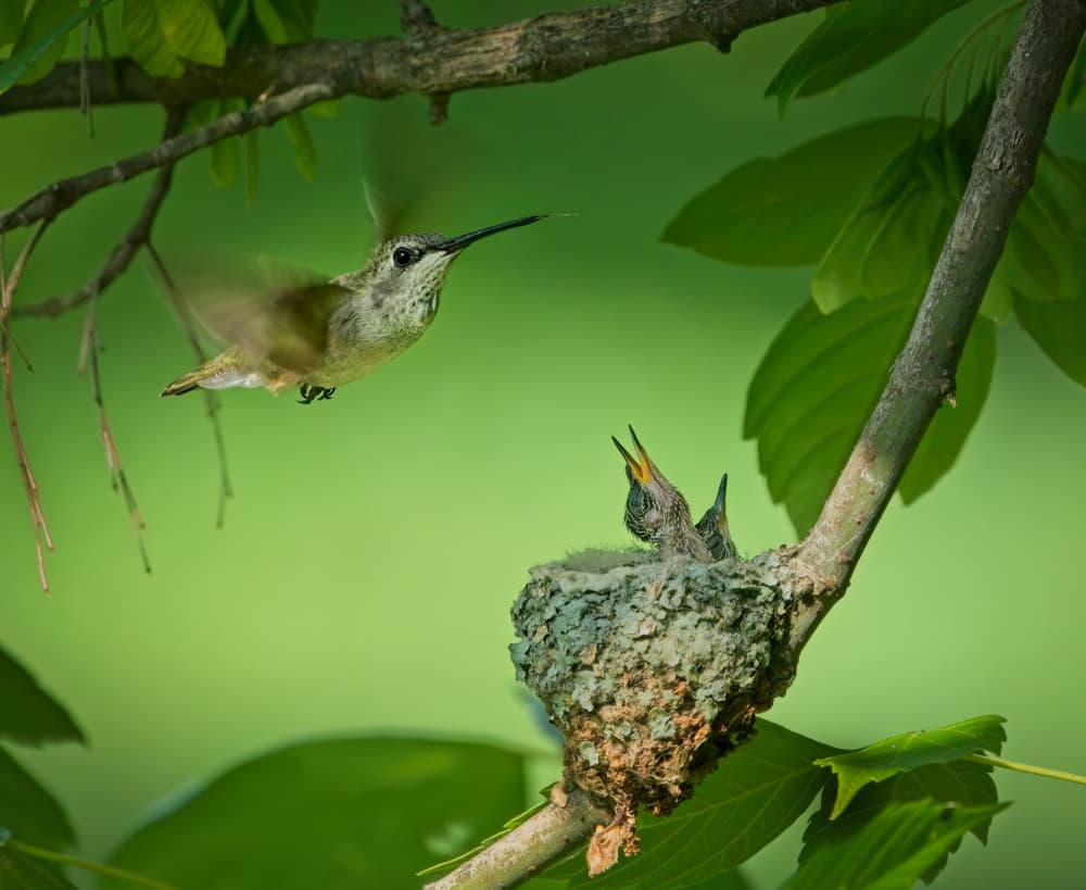Hummingbird Feeding Chicks by Alex Li — canvas wall art