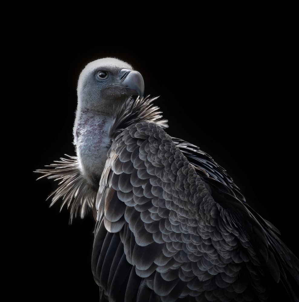 Powerful Vulture Portrait by Natascha Worseling — canvas wall art