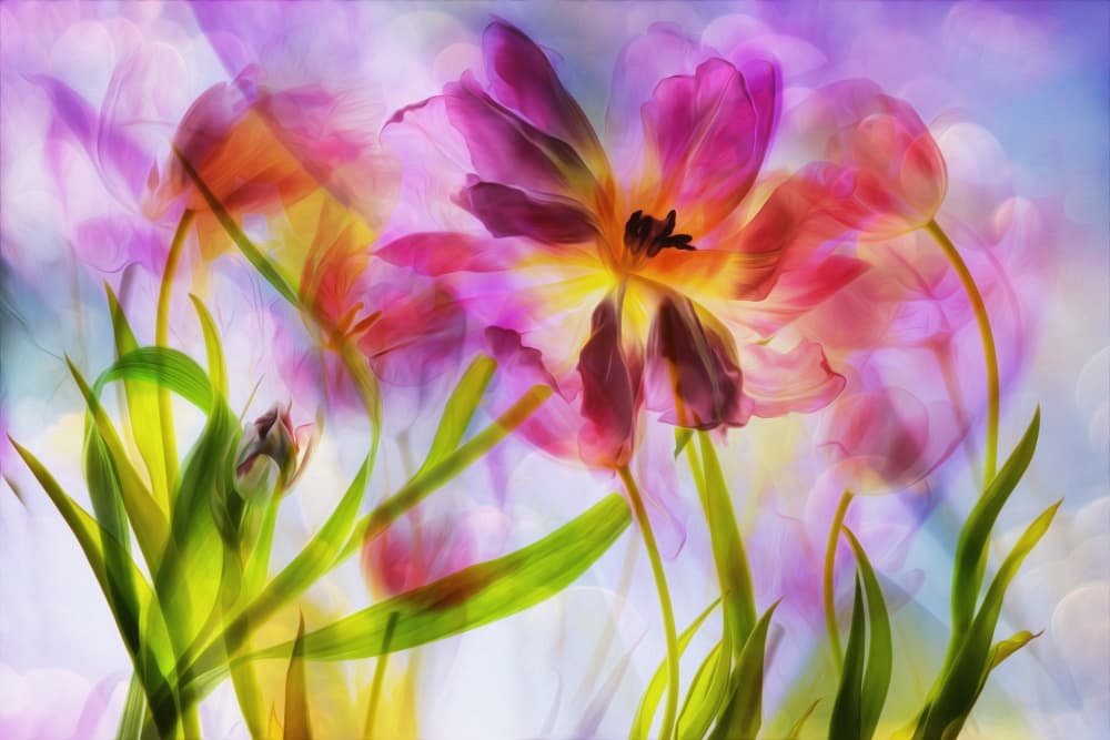 Dreamy Colorful Tulips by Hilda van der Lee — canvas wall art