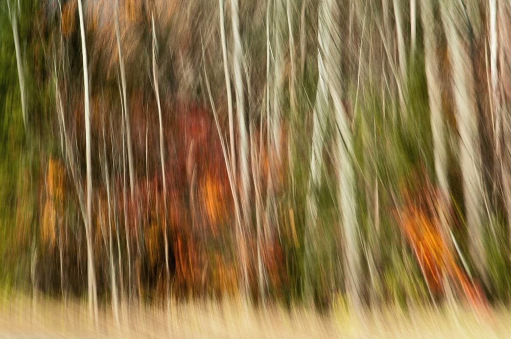 Abstract Autumn Forest by Jerry Berry — canvas wall art