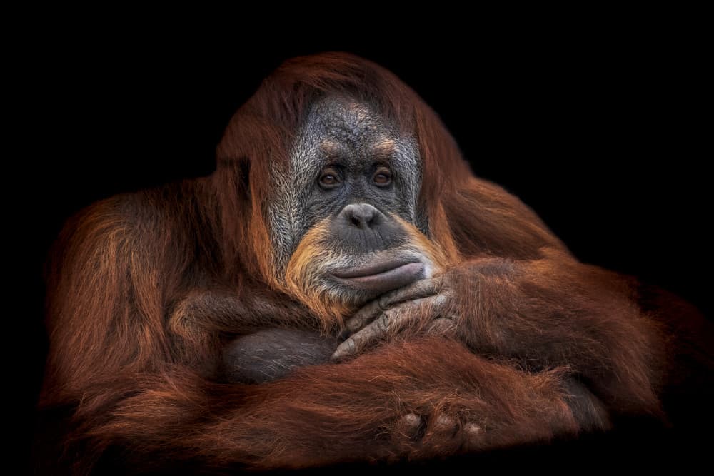 Thoughtful Orangutan Gaze by Vitor Martins — canvas wall art