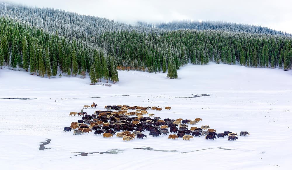 Winter Yak Herd by Hua Zhu — canvas wall art