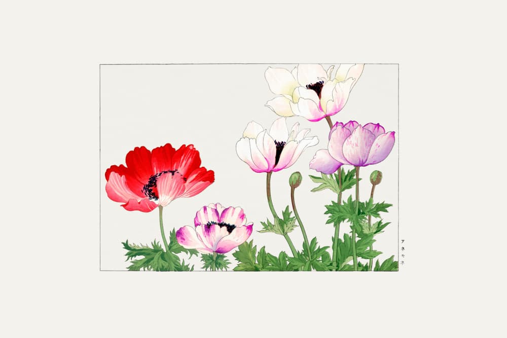 Poppy Flower by Tanigami Konan — canvas wall art