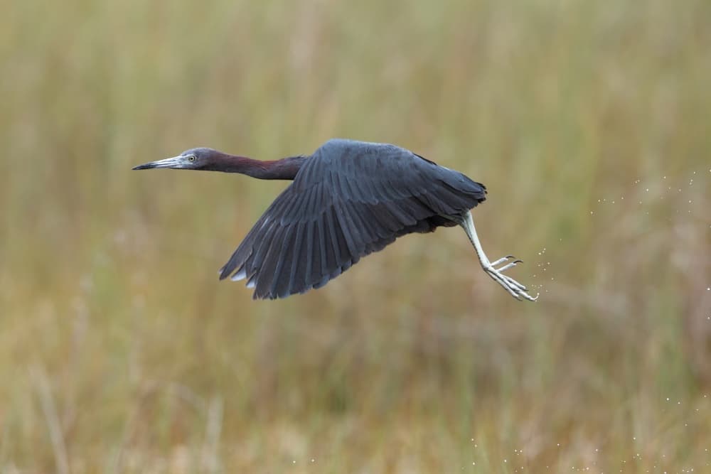 Heron Takes Flight by Nicolás Merino — canvas wall art