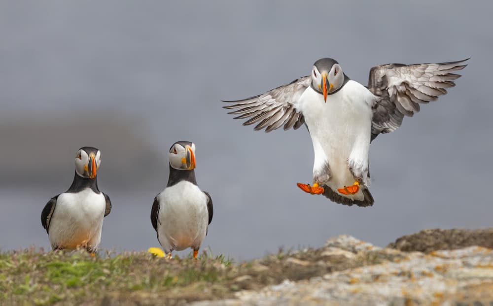 Atlantic Puffin Landing by Molly Fu APA — canvas wall art