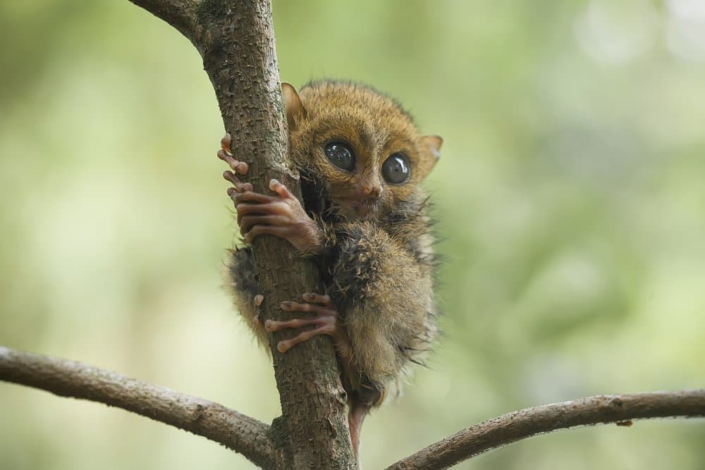 Cute Tarsier Big Eyes by Abdul Gapur Dayak — canvas wall art