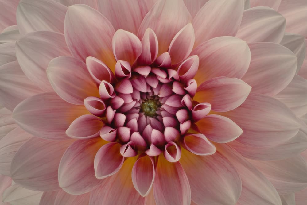 Vibrant Pink Dahlia