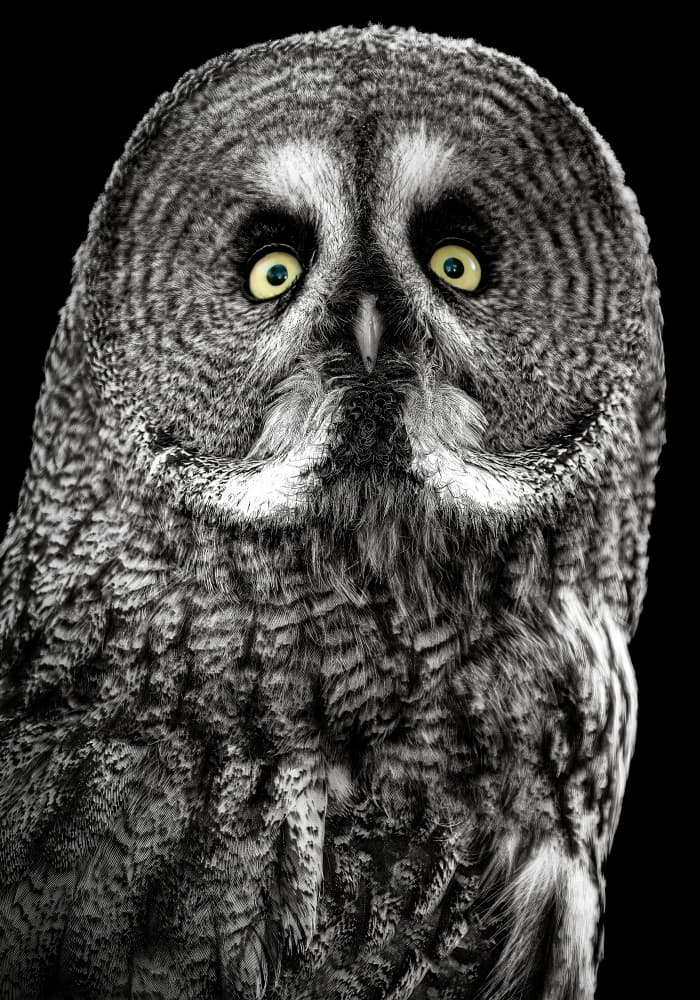 Captivating Owl Gaze by Lee Kershaw — canvas wall art