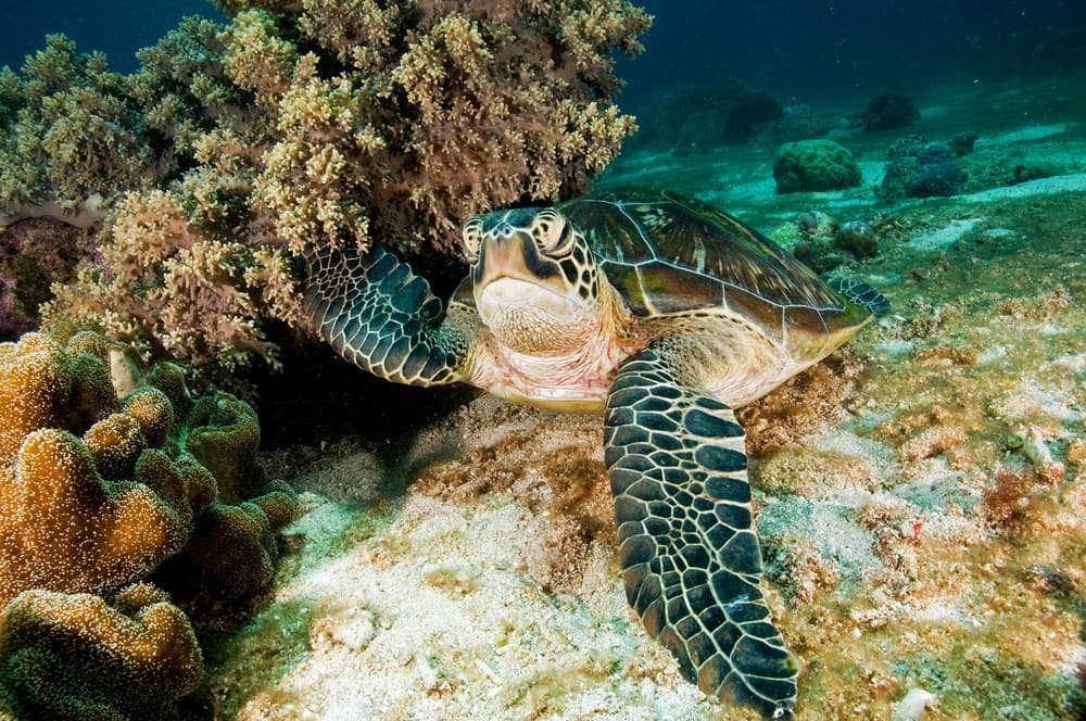 Serene Sea Turtle by Ilan Ben Tov — canvas wall art
