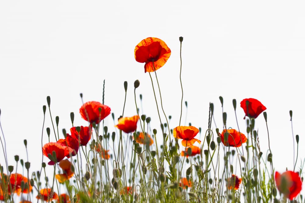 Vibrant Poppy Field by brigitte van krimpen — canvas wall art