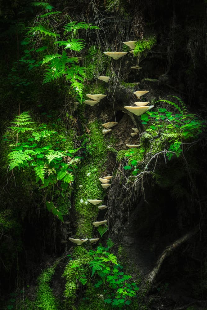 Enchanted Forest Mushrooms by Petri Damstén — canvas wall art