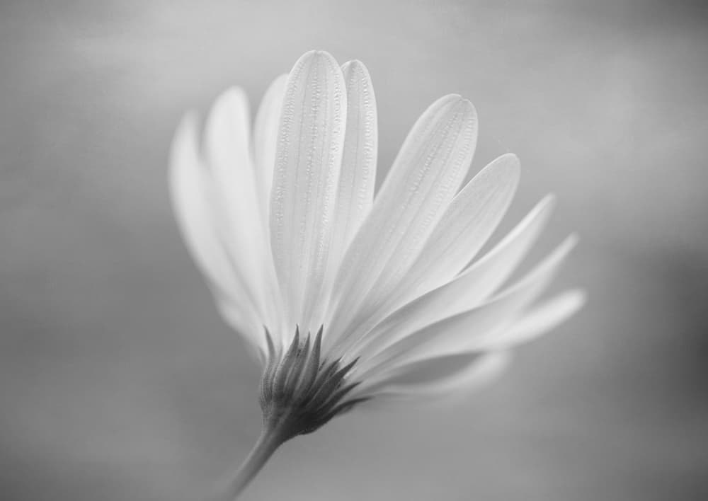 Delicate White Bloom by Lotte Grønkjær — canvas wall art