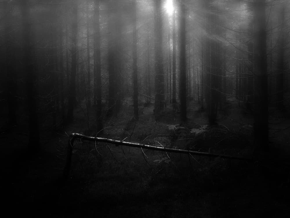 Misty Forest Light by John Colbensen — canvas wall art
