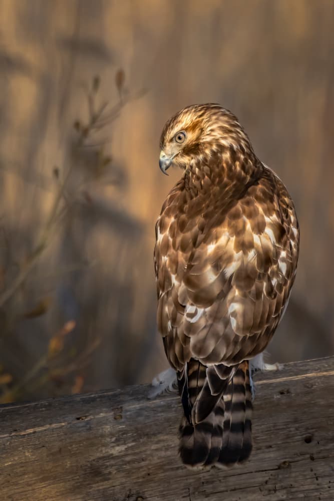Watchful Brown Hawk by Xiaohong Zhang — canvas wall art