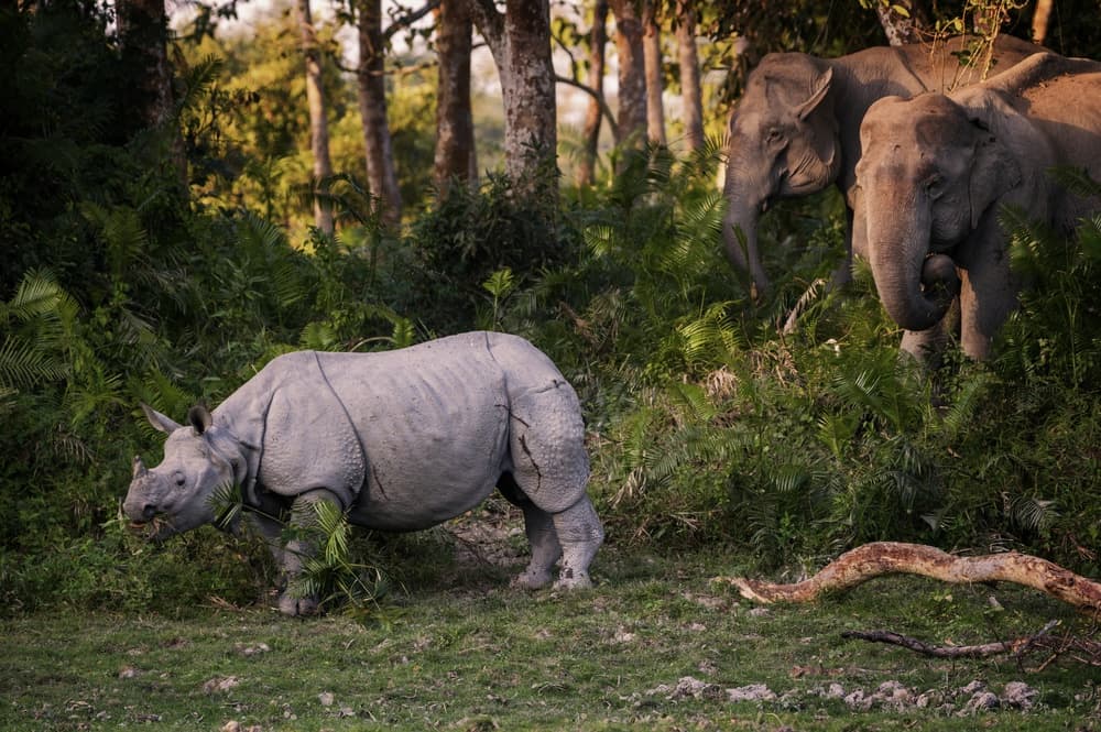 Giants of the Jungle by Pavol Stranak — canvas wall art