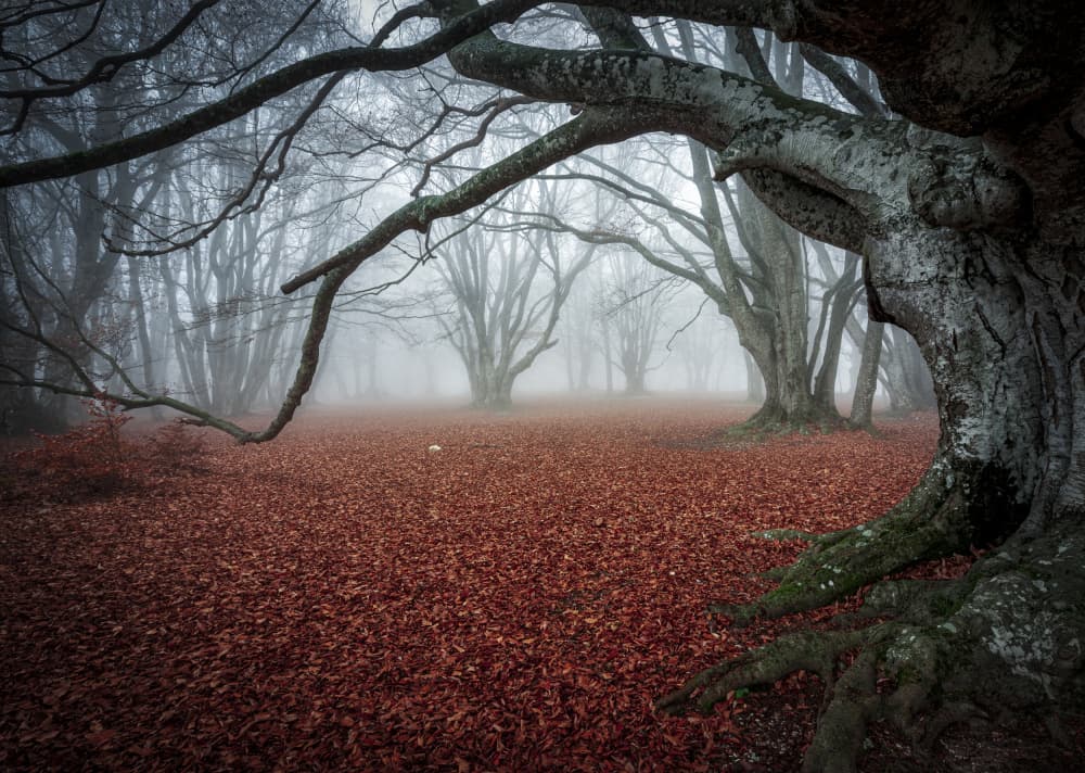 Misty Autumn Forest by Sergio Barboni — canvas wall art