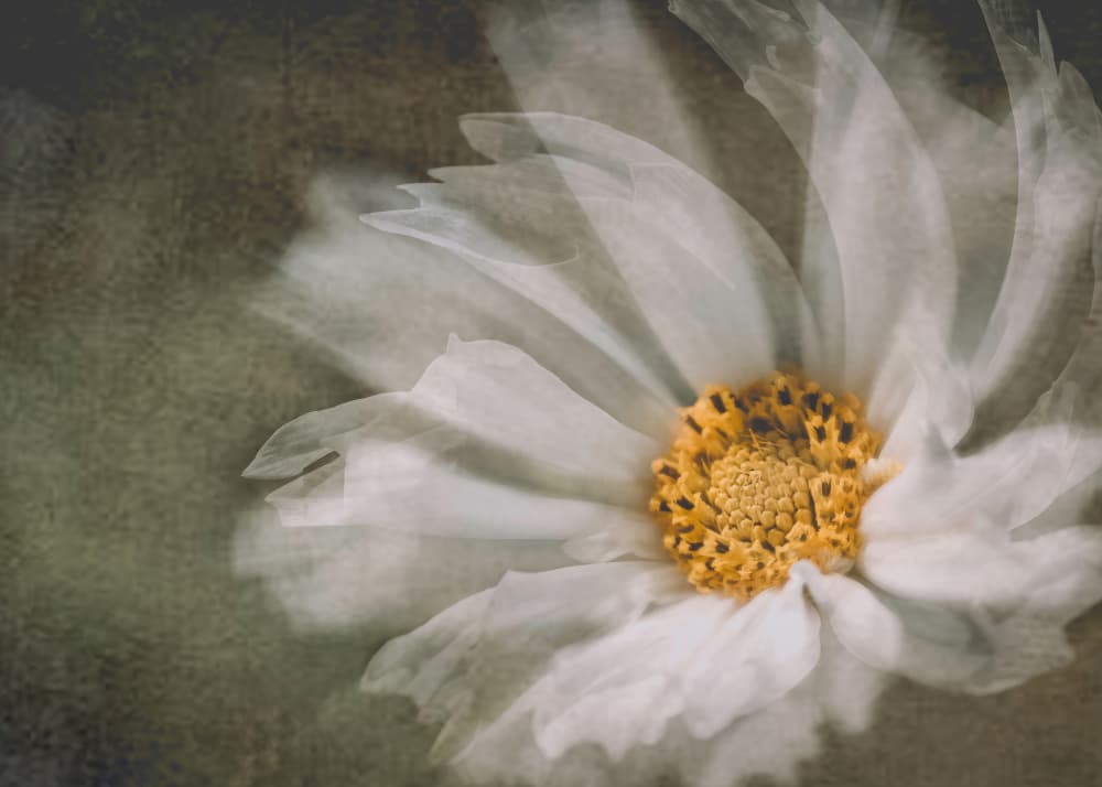 Ethereal White Bloom by Wei Xu — canvas wall art