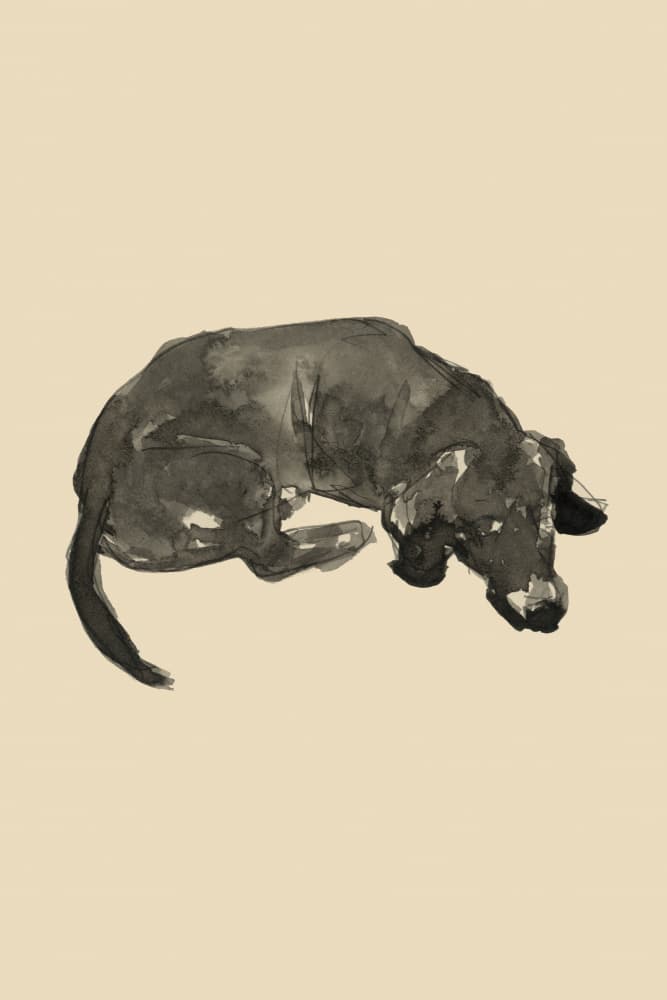Sleeping Black Dog by cartissi — canvas wall art