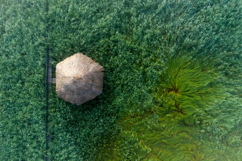 Thatched Hut In Reeds by Angyalosi Beáta — canvas wall art
