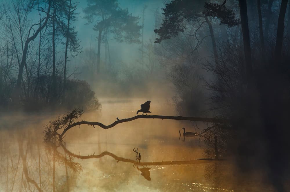Misty Forest Dawn by Anton van Dongen — canvas wall art