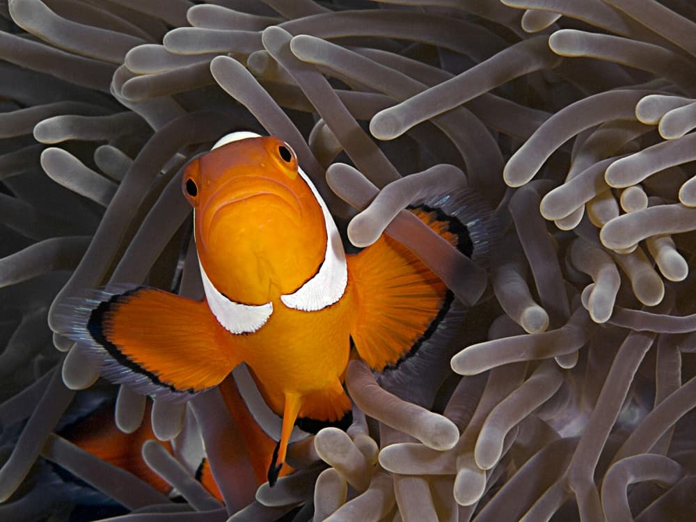 Curious Clownfish in Anemone by Henry Jager — canvas wall art