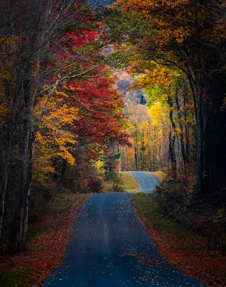 Vibrant Autumn Road by Wei (David) Dai — canvas wall art
