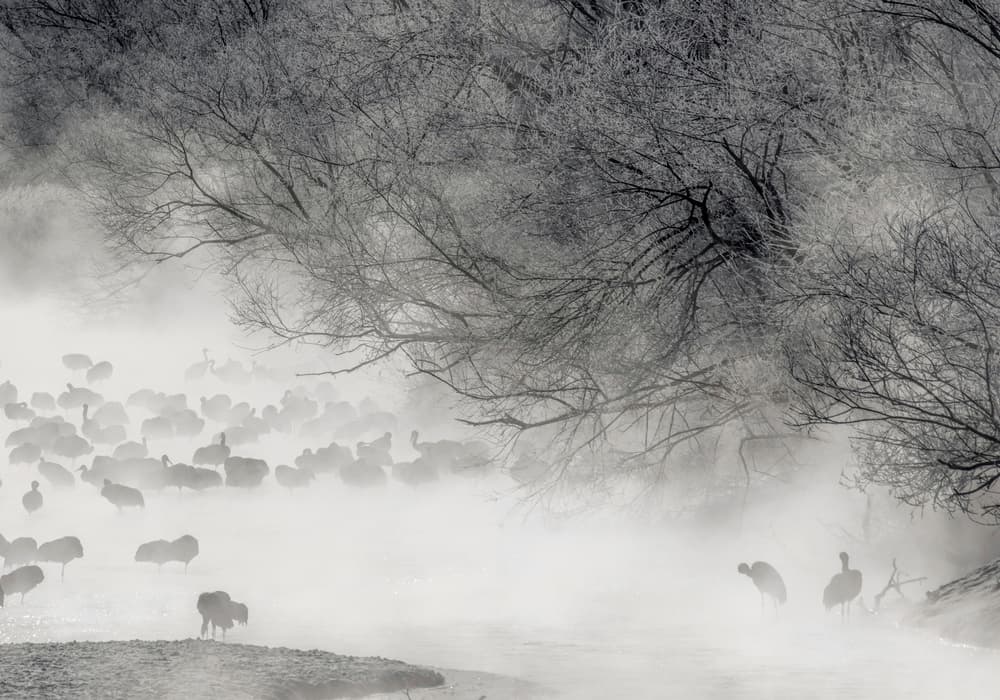 Cranes In Winter Mist by Libby Zhang — canvas wall art