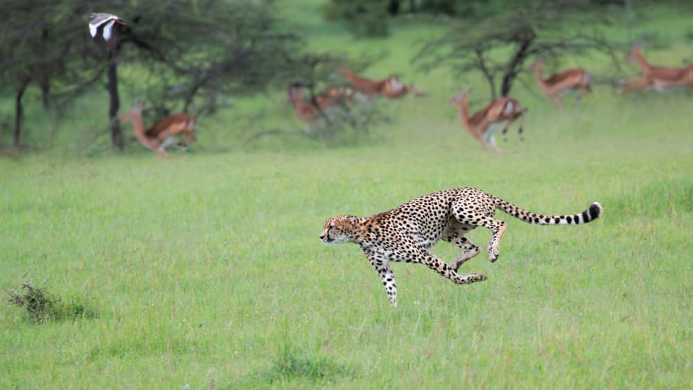 Leaping Cheetah Hunt by Jun Zuo — canvas wall art