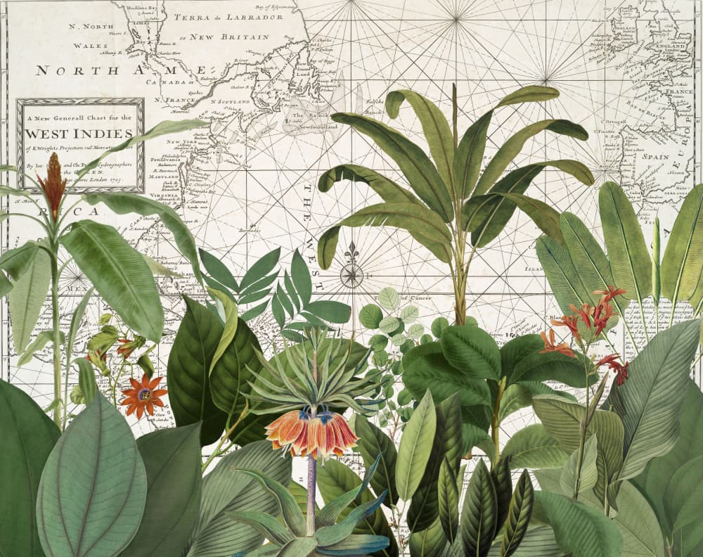 Tropical Map Explorations by Andrea Haase — canvas wall art