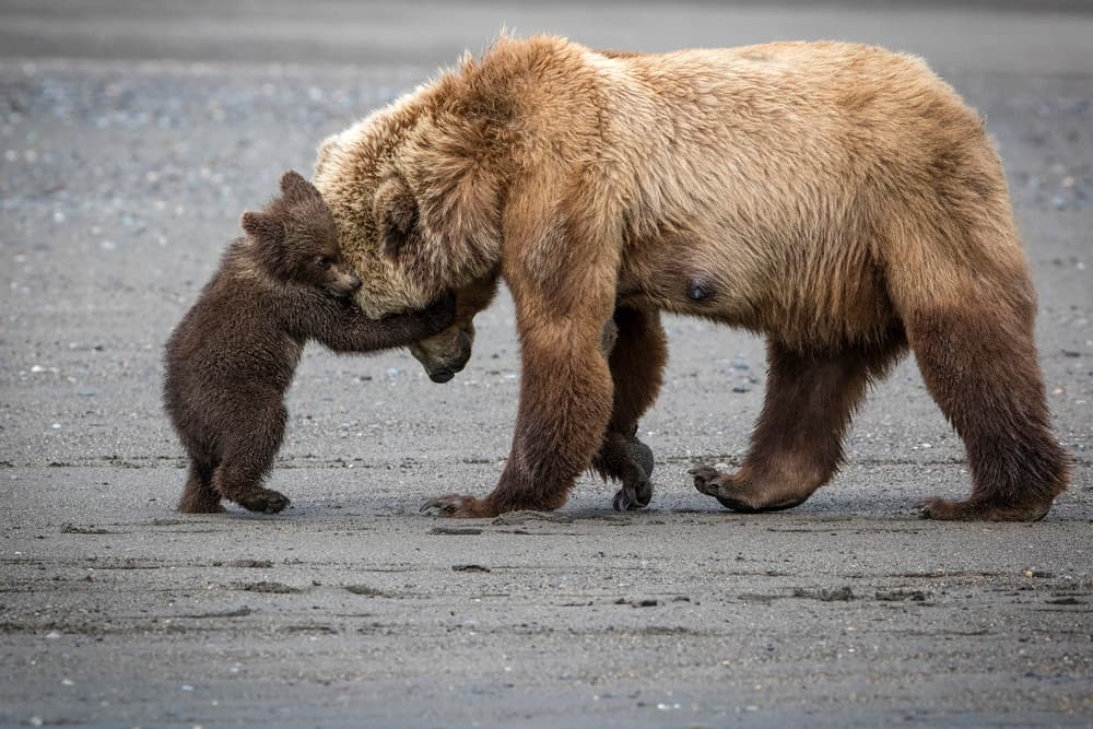 Mama Bear Hug by Renee Doyle — canvas wall art