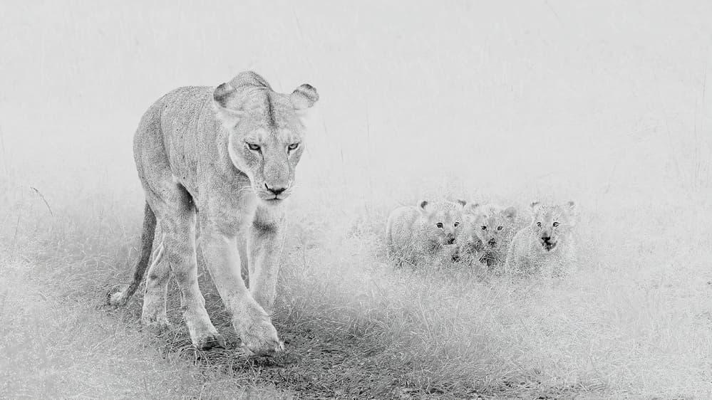 Watchful Lioness And Cubs by Jennifer Lu — canvas wall art