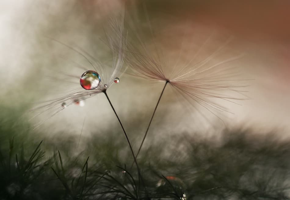 Dandelion Dewdrop Reflection by Heidi Westum — canvas wall art